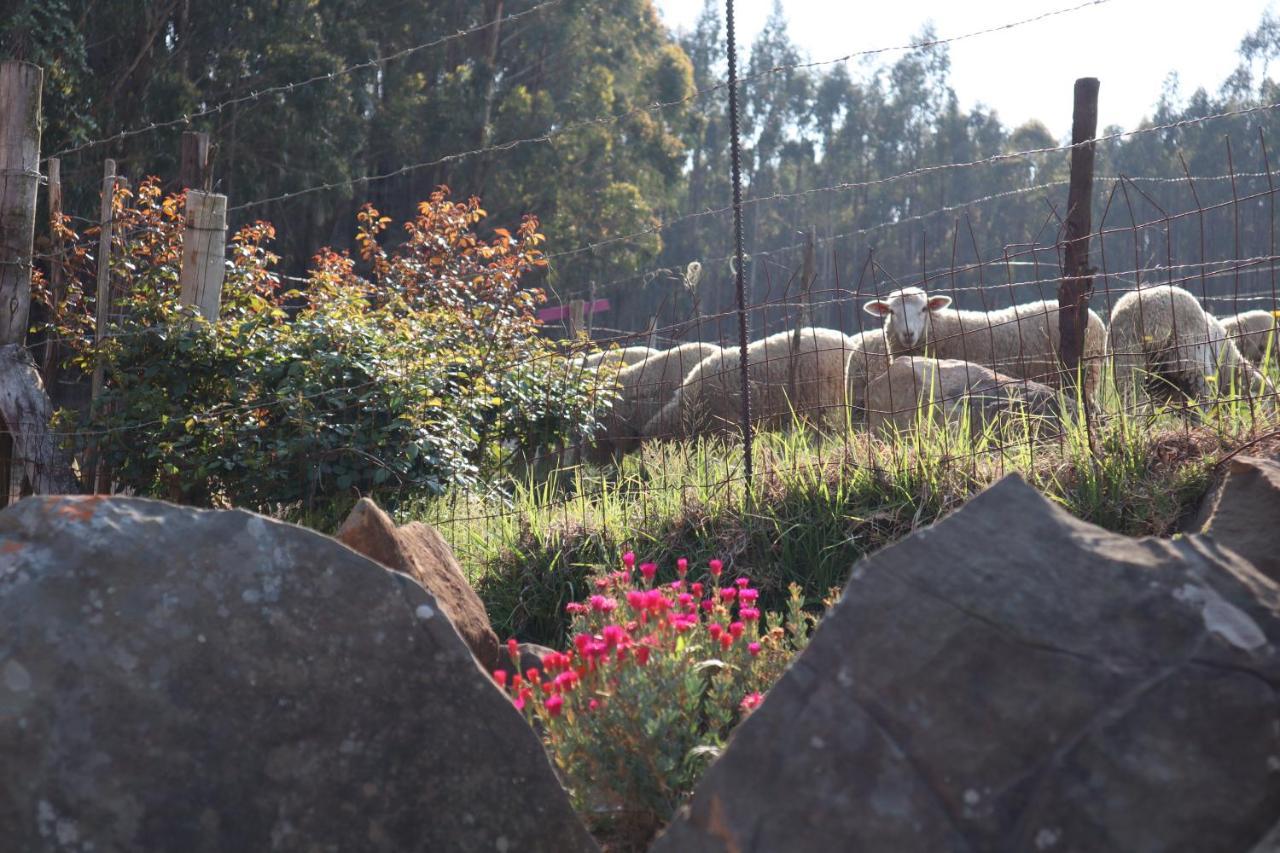 Rocks & Roses Farm Stay Lochiel Dış mekan fotoğraf