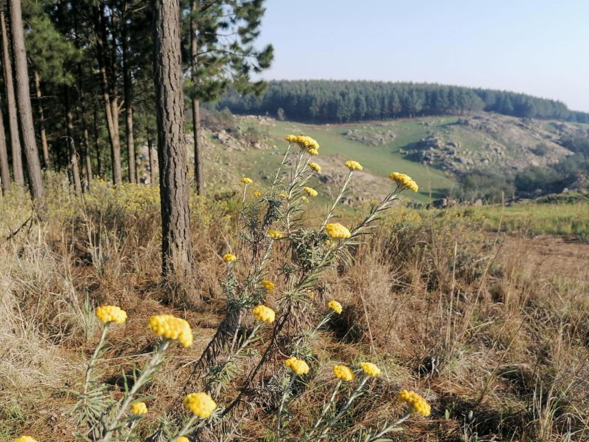 Rocks & Roses Farm Stay Lochiel Dış mekan fotoğraf