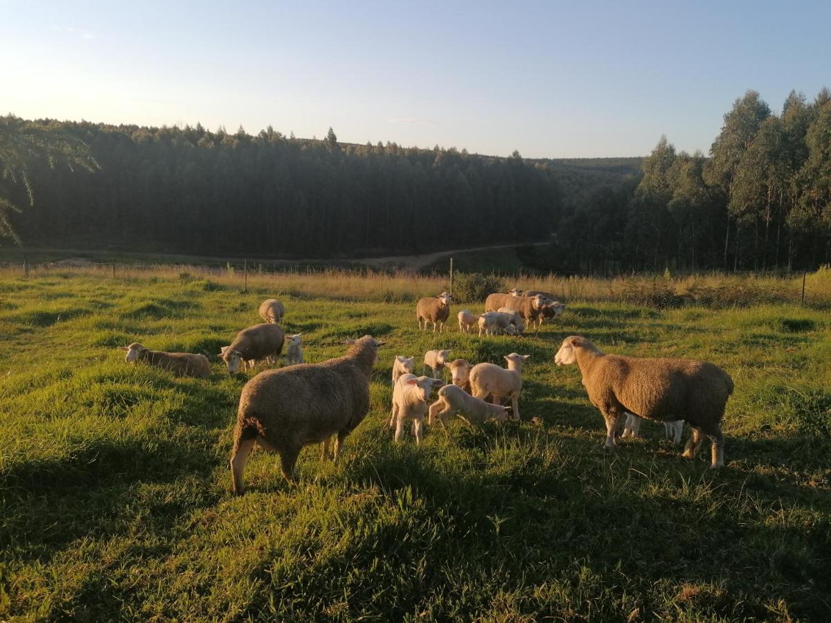 Rocks & Roses Farm Stay Lochiel Dış mekan fotoğraf