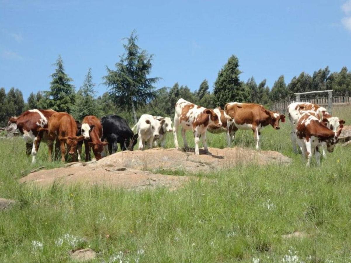 Rocks & Roses Farm Stay Lochiel Dış mekan fotoğraf