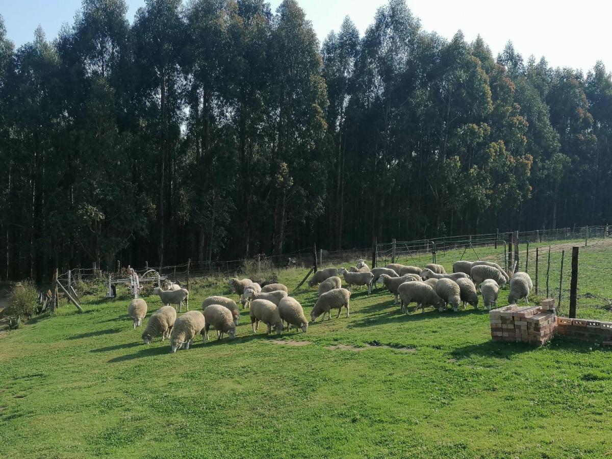 Rocks & Roses Farm Stay Lochiel Dış mekan fotoğraf