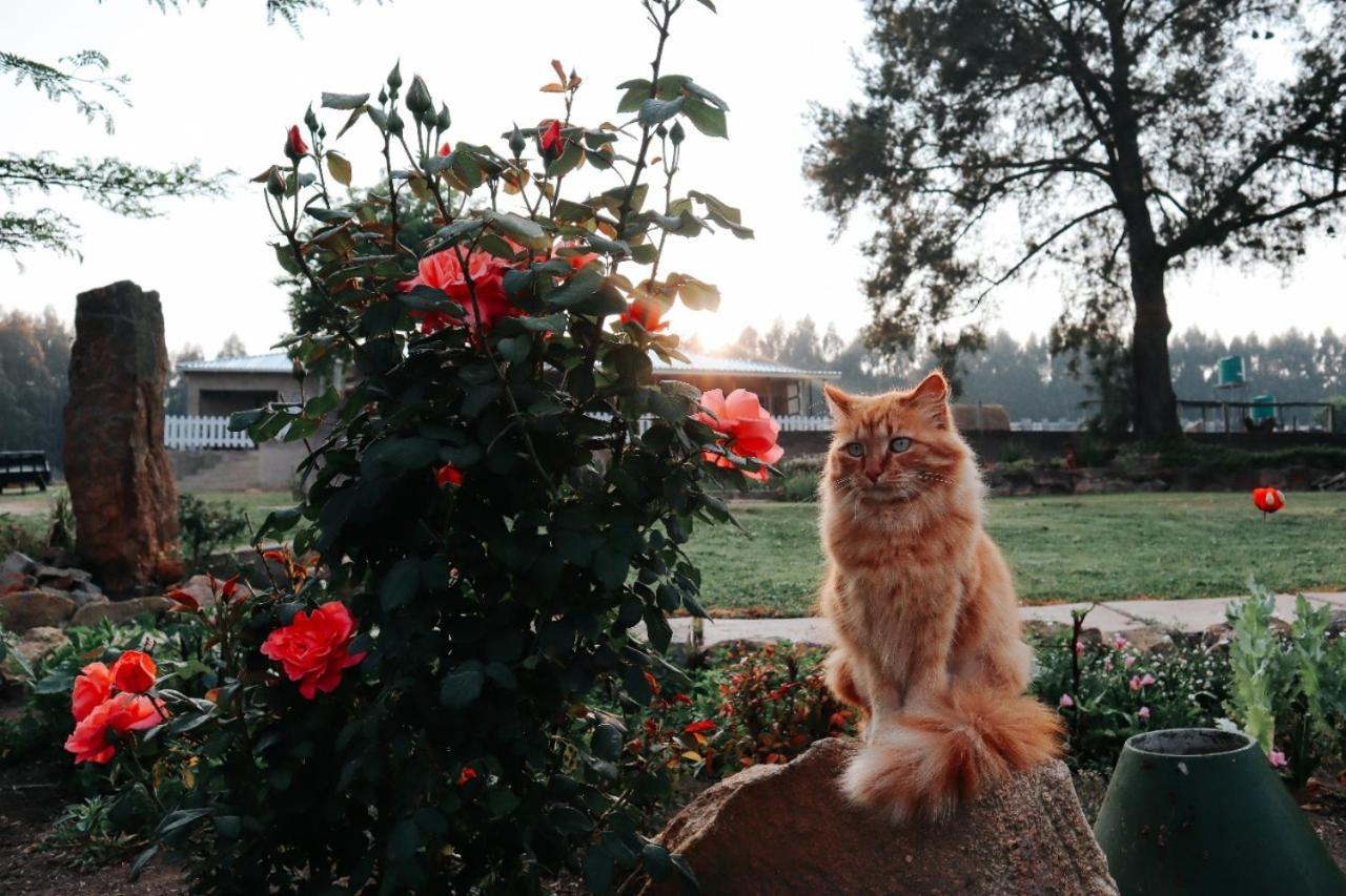 Rocks & Roses Farm Stay Lochiel Dış mekan fotoğraf